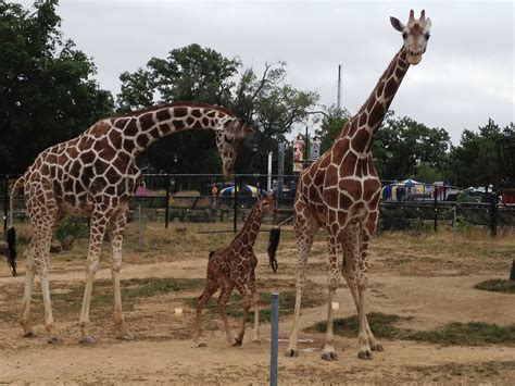 Baby Giraffe Makes Public Debut Como Park Zoo And Conservatory Como