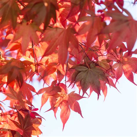 Acer Rubrum Franksred Red Sunset® Red Maple Western Star Nursery
