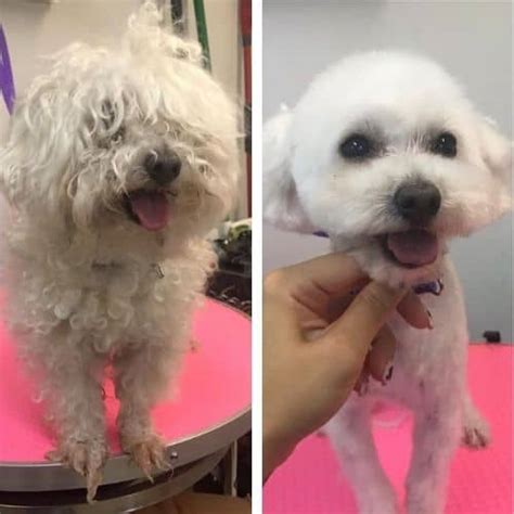 Short Maltipoo Haircut Ideas 15 Before And After Photos