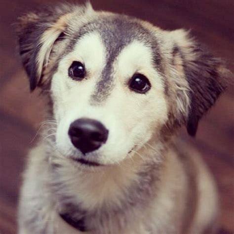 A Beginners Guide To Husky Golden Retriever Mix With Pictures