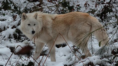 Animal White Wolf 1 4k 5k Hd Animals Wallpapers Hd Wallpapers Id 35719