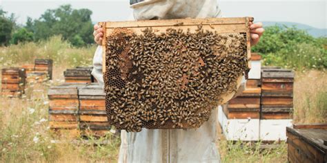 How To Create A Perfect Bee Hive A Home Worth Buzzing About