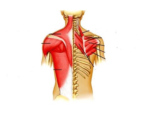 Labeled educational inner organ structure. Back muscles Labeling