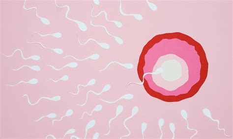 Can Sperm Survive In Menstrual Blood MyBump Baby
