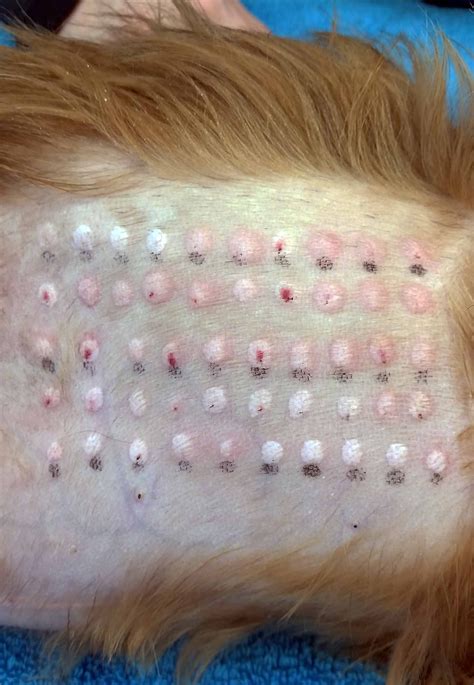 Intradermal Skin Testing Is Performed To Determine What An Animal Is