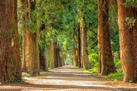Avenue Trees Away · Free Photo On Pixabay