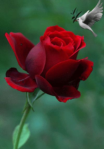 Beautiful And Colorful Animated Rose Flowers Rosenblüten Schöne Rose