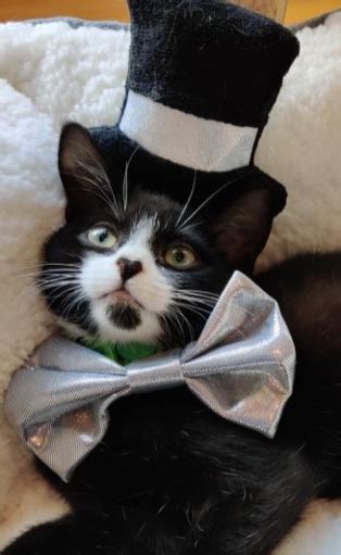 Cute pfp for discord frog. Pin by Teri Knapp on Cats in 2020 | Cats, Chat app, Animals