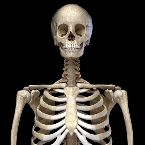 Front View Of The Human Torso Skeletal System On Black Background