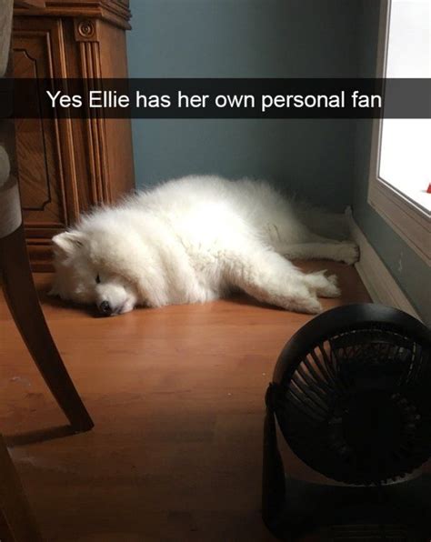 These Spoiled Dogs Are Living Their Best Lives 30 Pics Really Funny