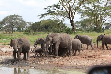 Tonymann Toursandsafaris Our Favourite Animal Of The Week African Elephant