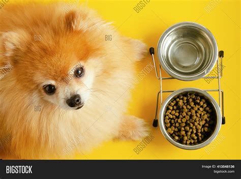 Dog Eating Dry Food Image And Photo Free Trial Bigstock