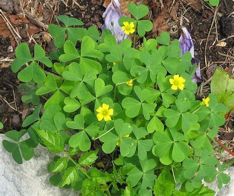 Some are small with little white flowers and others don't bear flowers. Weed Man Lawn Care of the Twin Cities: Pretty yellow ...