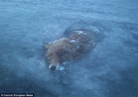 Glacier Fox Animal Becomes Latest To Freeze Solid In Scandinavias
