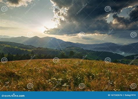 Sunset In Carpathian Mountains Beautiful Summer Landscape Spruces On