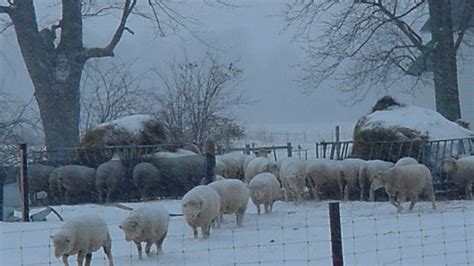 Considerations For Winter Feeding And Reproduction In Sheep
