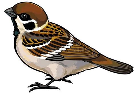 Pin By Rodolfo Lopez Diseñador On Pajaros Pintados Sparrow Art