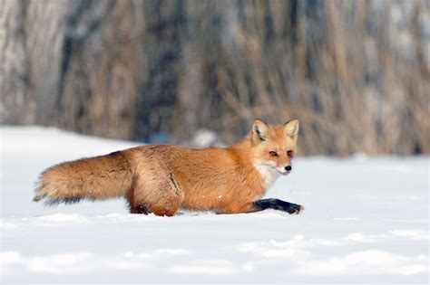 Fabulous Photos To Help You Identify Canadian Foxes Canadian Geographic