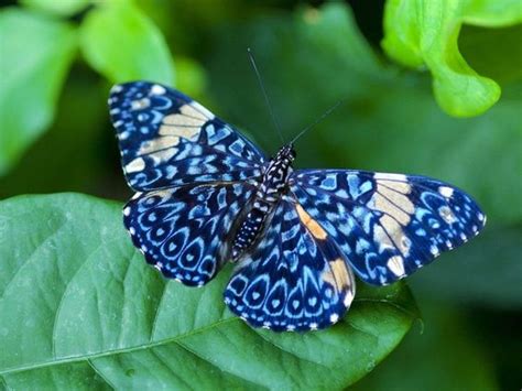 Top 10 Most Beautiful Butterflies In The World Entertainmentmesh