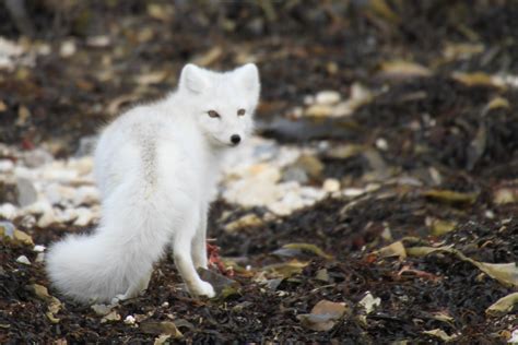 Camouflaged Arctic Fox Photo