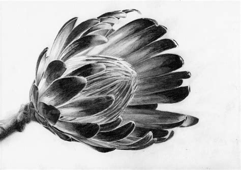 Art By Nolan Blog Archive How To Draw Protea Flowers
