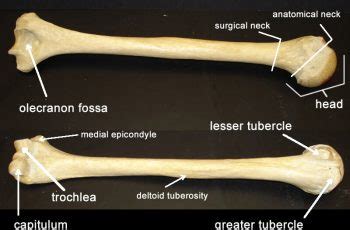It is one of the two bones of the forearm, the other being the ulna. Atlas and Axis | Anatomy Corner