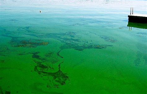 Blue Green Algae In Lakes Waterfront Restoration