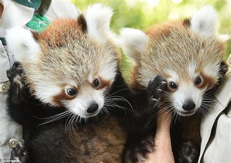 Melbourne Zoos Red Panda Cubs Are Given Injections During A Vet Check