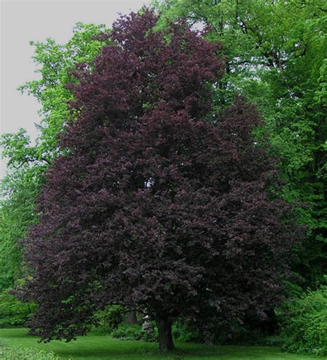 Fagus Sylvatica Rohanii Cutleaf Purple European Beech Tree Kigi