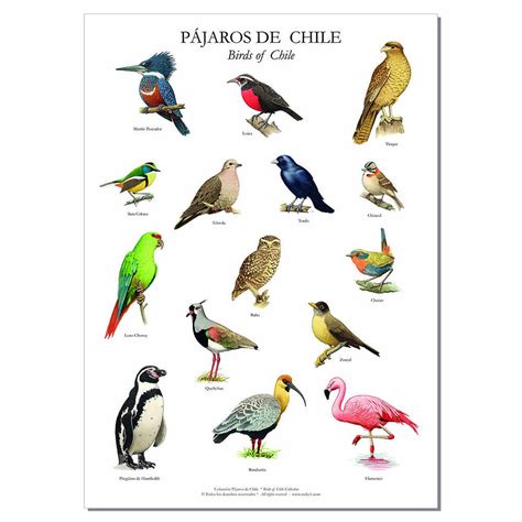 Poster Lámina Afiche 15 Pájaros De Chile Creado En Chile