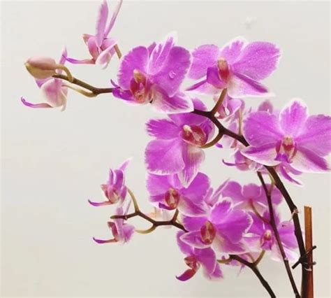Pinky White Mini Phalaenopsis Orchid In Cliffside Park Nj Esme Flowers