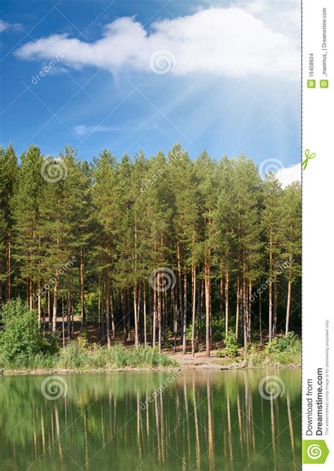 Pinetrees And Lake Stock Photo Image Of Scene Forest 16458604