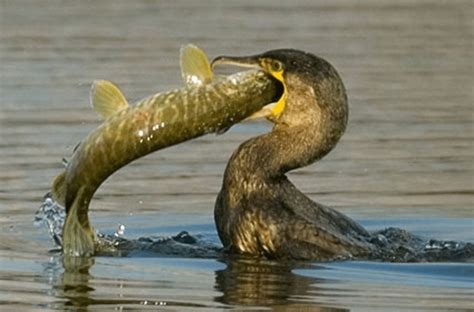 Inilah Jenis Burung Pemakan Ikan Dan Karakteristiknya