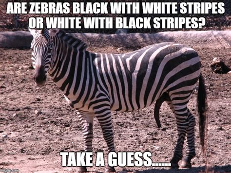 Happy Zebra Imgflip