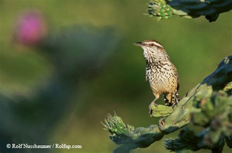 Lie down with dogs, wake up with fleas. (english proverb) force, no matter how concealed, begets resistance. Wrens Boast Busybody Energy and Beautiful Songs|| TPW ...
