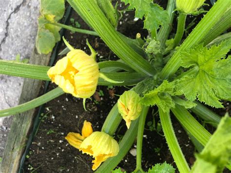 Growing Squash - Everything you need to know. | Growing squash, Growing zucchini, Growing