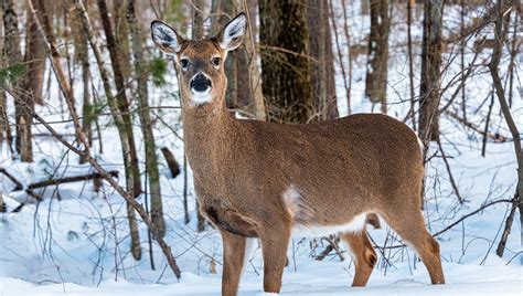High Levels Of Pfos Found In Maine Whitetail Deer Field And Stream