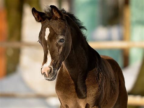 She is one of the prettiest horses in the barn with a nice big shapely hip, big soft eye and super rich coat. baby horses | Cute Baby, horses | Cute baby horses, Horses