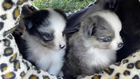 Adorable Aussies Teacup And Toy Australian Shepherds