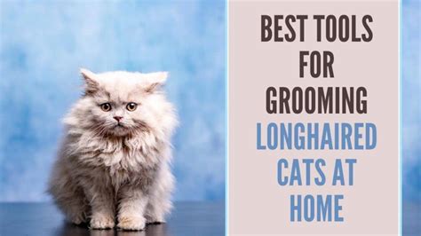 Best Grooming Tools For A Long Haired Cat