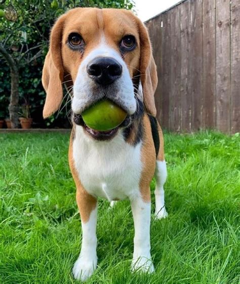 14 Funny Beagles Who Will Make You Smile Petpress