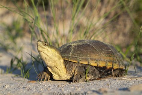 Kinosternon Flavescens Yellow Mud Turtle Addie Leimroth Flickr