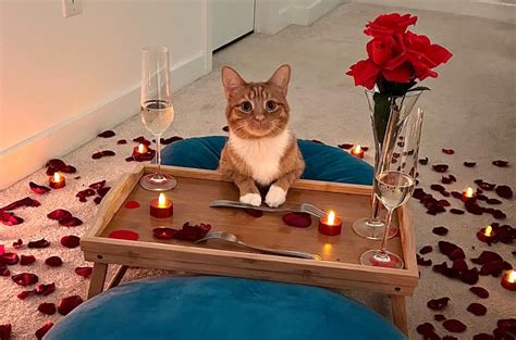 Ginger Cat Sat At Candlelit Table Ready For Her Date Waiting For You