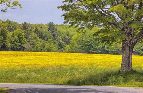 Vermont Yellow Spring Field Photograph By Tom Singleton Fine Art America