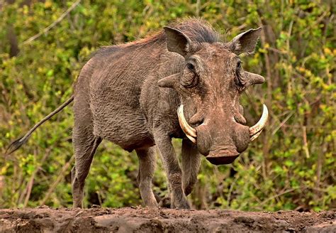 100 Free Warthog And Nature Photos Pixabay