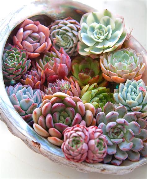 Echeveria Succulents Rainbow Succulent Cool Succulents