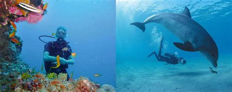 Scuba Diving Guide For Marine Parks In Kenya Africanmecca Safaris