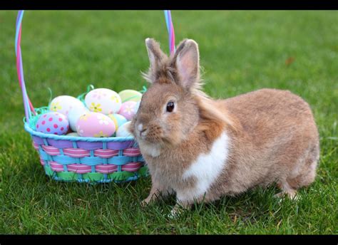 Easter 2012 Pet Bunnies Are Cute But Consider This Before You Buy