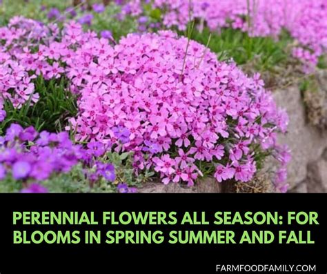 35 Perennial Flowers All Season Guide For Blooms In