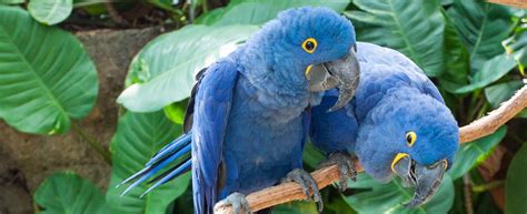 Hyacinth Macaws Chattanooga Aquarium Chattanooga Attractions Downtown
